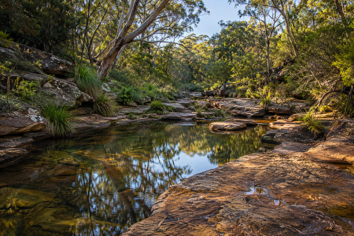 Typical Sydney bushland Typical Sydney bushland