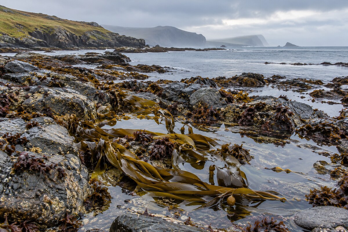 Seaweed along a British rocky coast